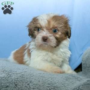 Eddie, Shih Tzu Puppy